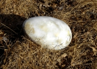 Giant Lizard Egg